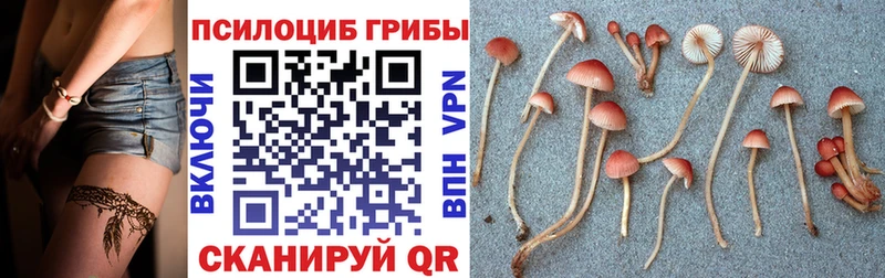Псилоцибиновые грибы GOLDEN TEACHER Монино